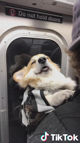 Video gif. Corgi wearing a harness backpack sleeps against a person's chest as they ride the subway. The corgi's head is relaxed back with its mouth hanging open and its eyes squinted shut, totally passed out.