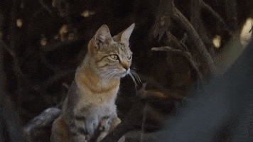 Wild Cat GIF by PBS Digital Studios
