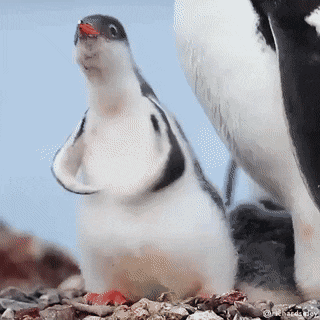 Wildlife gif. Baby penguin flaps its wings, waggles its body, and shakes its head.