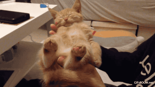 giphy.gif