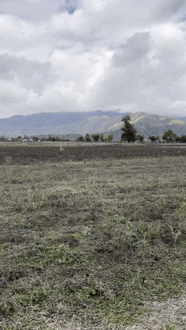 Gonzo GIF