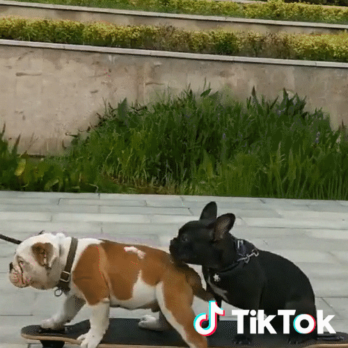 Dog Ho GIF by TikTok Italia