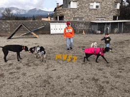 Dogs GIF