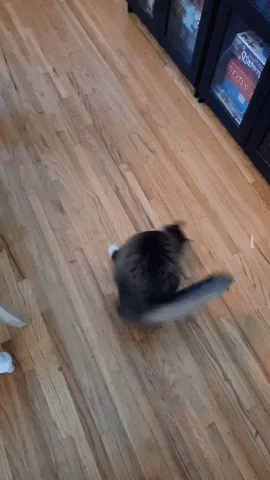Animated GIF