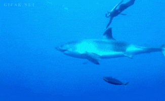 shark diving GIF