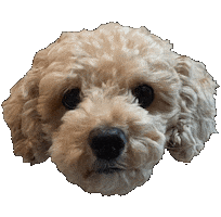 Toto Sticker