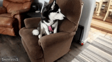 Siberian Husky Hello GIF by Gone to the Snow Dogs