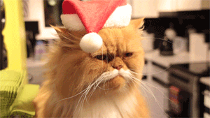 Cat Christmas GIF - Find & Share on GIPHY