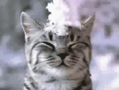 cold cat GIF