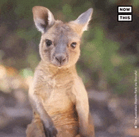 Scratching Baby Animals GIF by NowThis