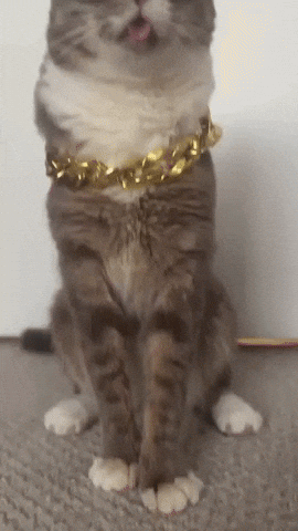 Cool Cat GIF