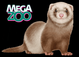 Hedgehog GIF by Megazoo
