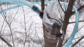 maple syrup scifri GIF by Science Friday