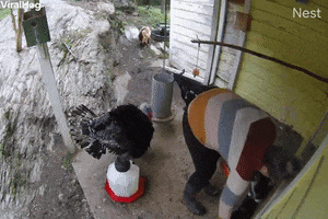 Stevie The Turkey Pecks Owner In The Butt GIF by ViralHog