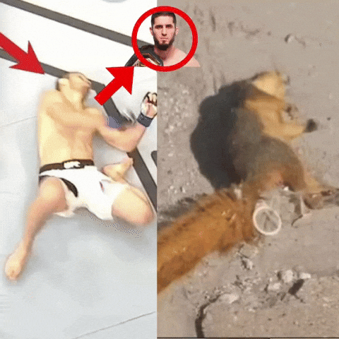 Islam Makhachev GIF