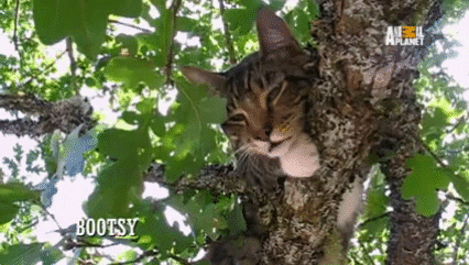 yahoo tv cats GIF