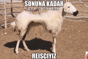 Sheep Reis GIF