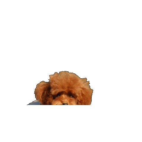 baomiaovillage Sticker