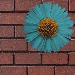 Flower Wall GIF
