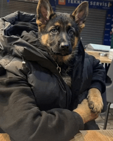 Dog GIF