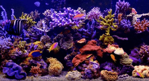 100+ Wallpaper Bergerak Ikan Nemo HD Terbaik 100+ Wallpaper Bergerak Ikan Nemo HD Terbaik
