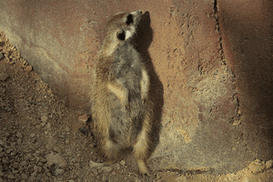 Uae GIF by Al Ain Zoo