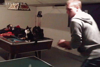 cat GIF