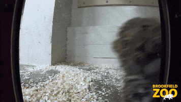 Let Me In Attack GIF by Brookfield Zoo