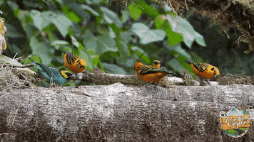 Aves GIF