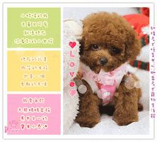 Poodle GIF by Kate