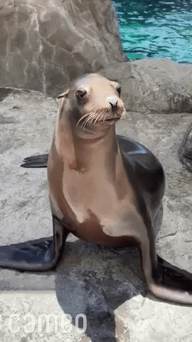 Sea Lion Reaction GIF by Cameo