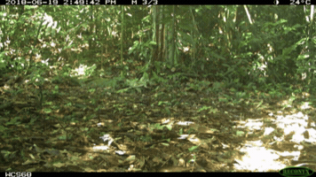 Pig GIF