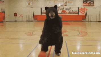 BlackBearDiner basketball bear hoops bears GIF