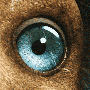 Giphy - Horror Eye GIF by Dodo Australia