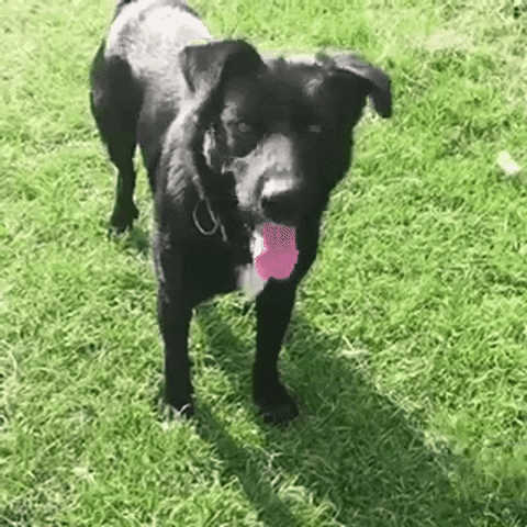 Dog GIF