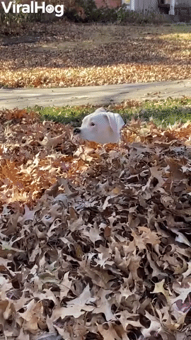 Boxer Bounces Through Leaf Pile GIF by ViralHog