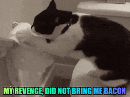 Pet Insurance For Cats GIF