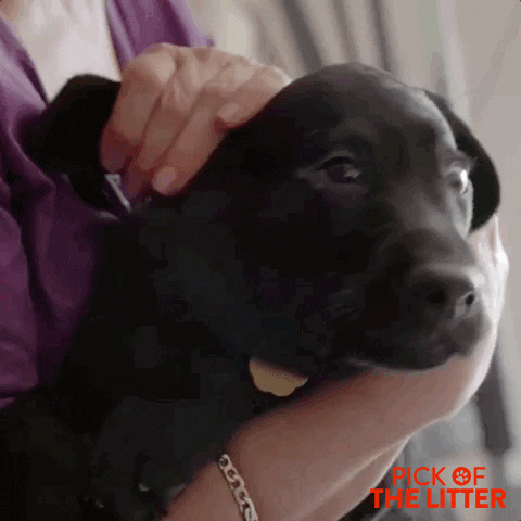 good boy puppy GIF by Signature Entertainment