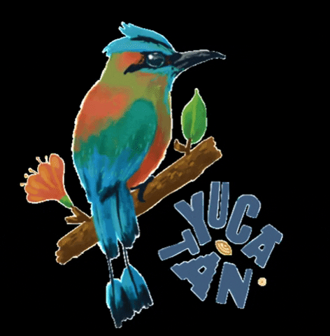 Yucatán GIF