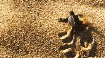 The Animal Pack GIF