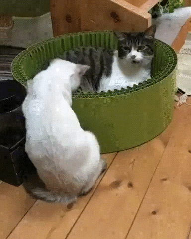 Cat Fight GIF by JustViral.Net