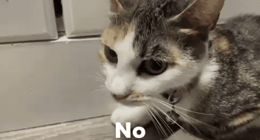 Not Today No GIF