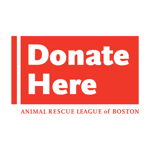 Rescue Me Pets GIF by Animal Rescue League Boston