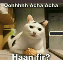 Cat Meme Seriously GIF