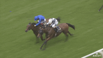 Horse Racing GIF by Ascot Racecourse