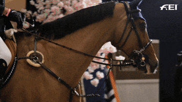 Show Jumping GIF by FEI Global