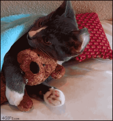 cat kitten GIF