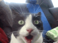 Anime-surprised GIFs - Get the best GIF on GIPHY