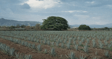 Sip Tequila GIF