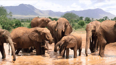 Watering Hole Elephant GIF by Apple TV - Find & Share on GIPHY